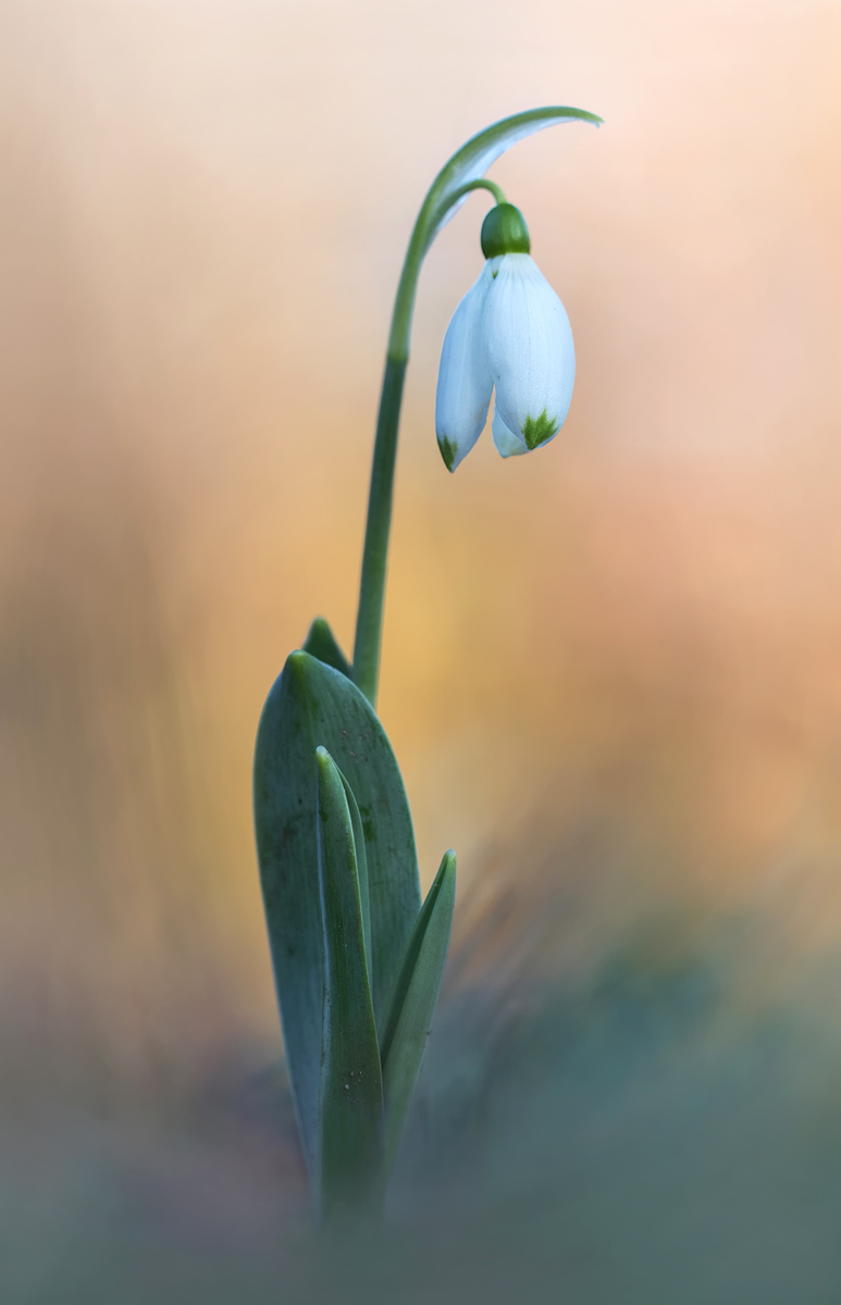 Frühling Teil III Kopie.jpg
