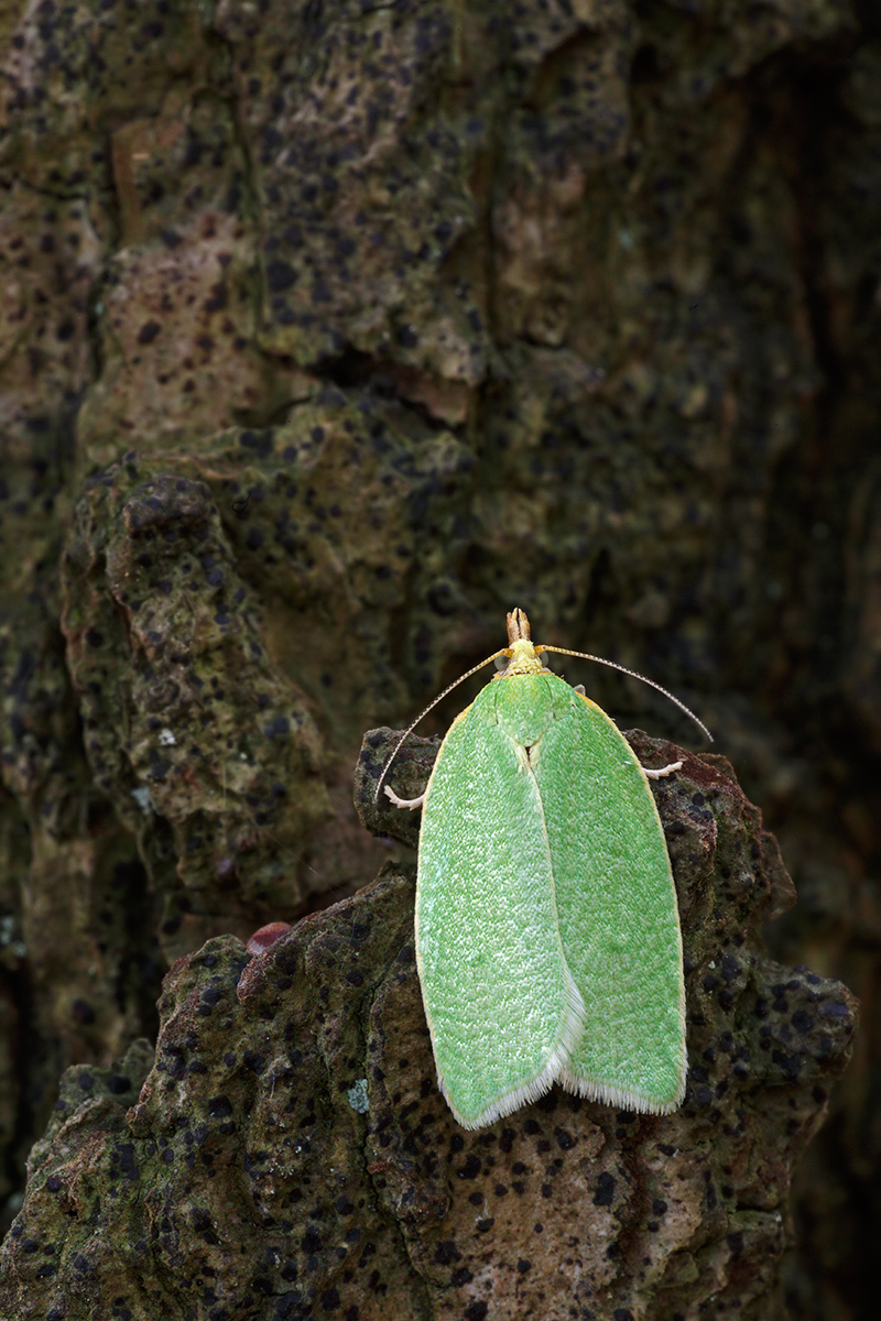 IV8A6088_1.jpg