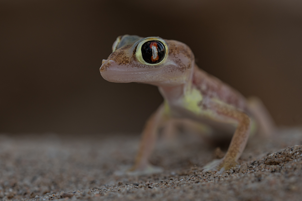 DSC_1862.jpg