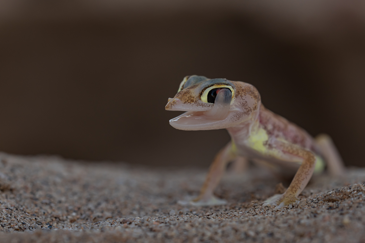 DSC_1851.jpg