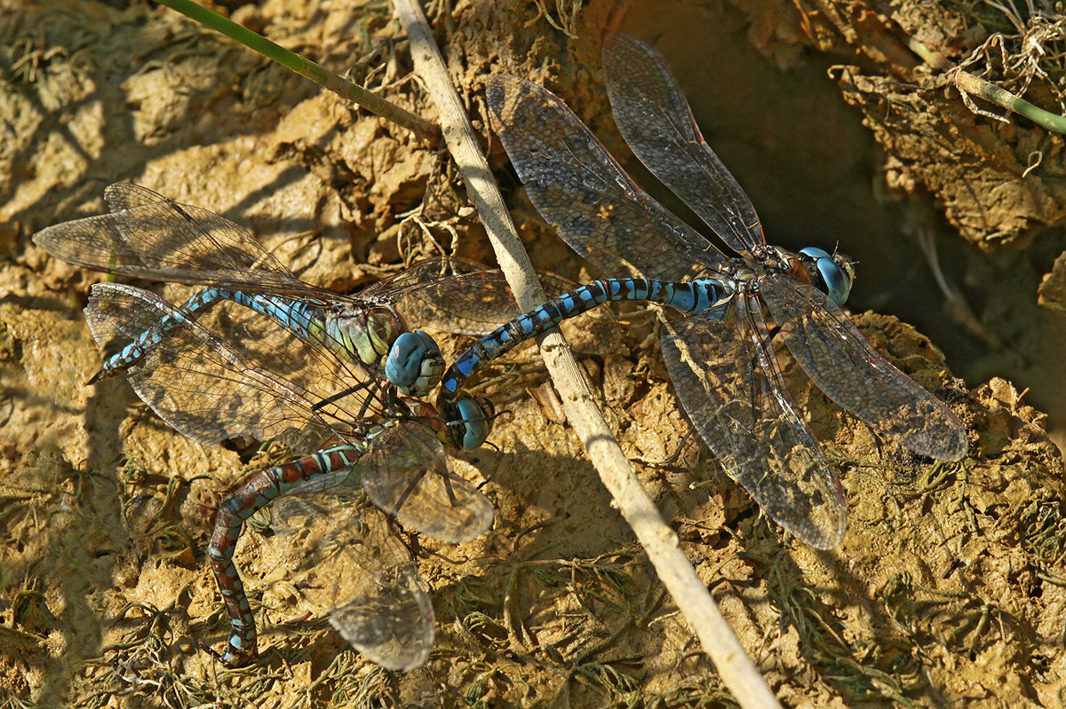 Aeshna affinis_3some_Eiablage_IMG_4266_1200.jpg