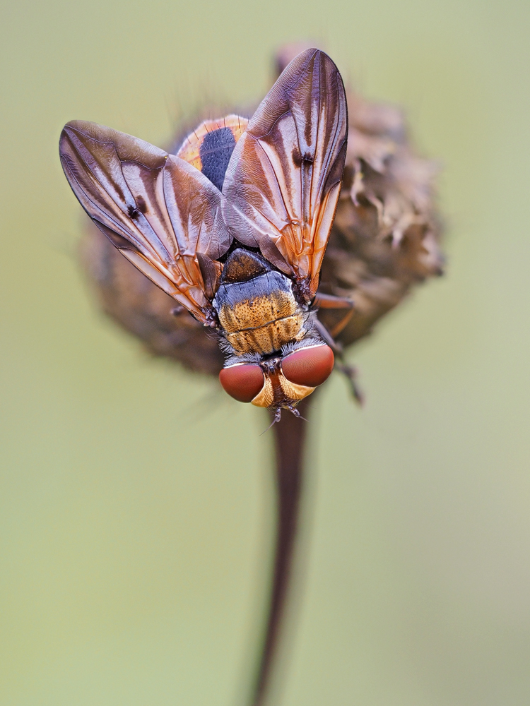 Breitflüglige Raupenfliege Ectophasia crassipennis-OOG05322---Kopie.jpg