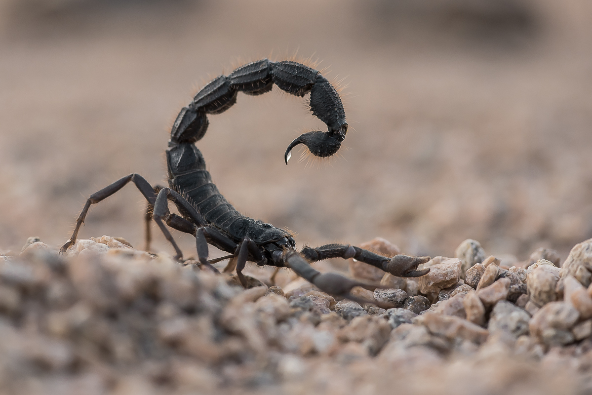 Skorpion-2.jpg
