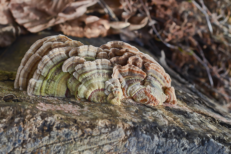 pilz_6-2.jpg