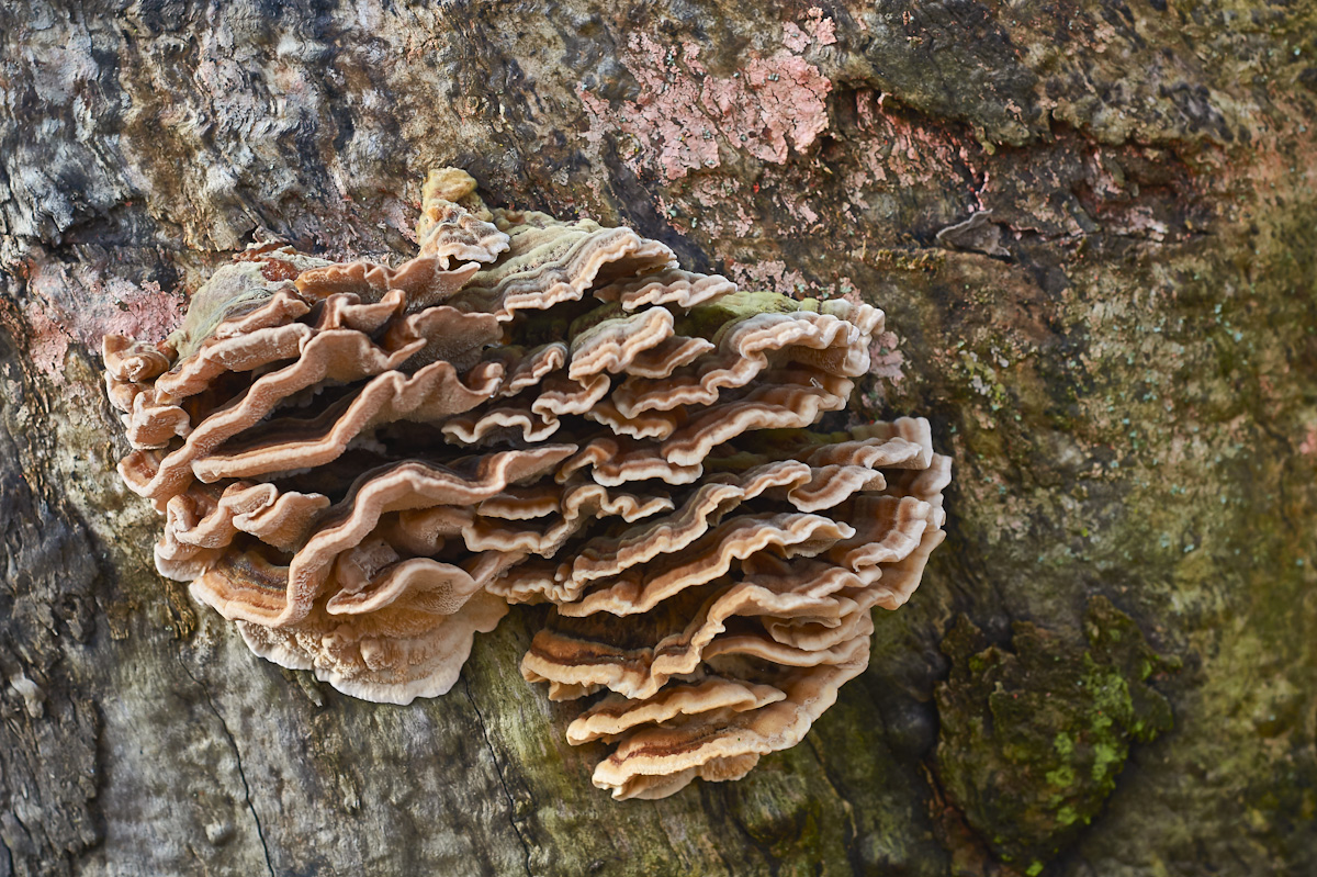 pilz_2-2.jpg
