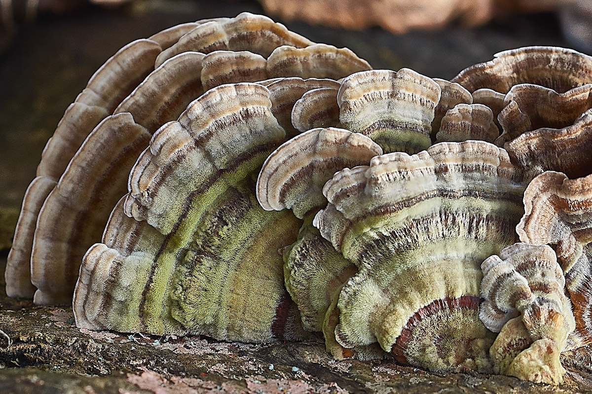 pilz_11.jpg