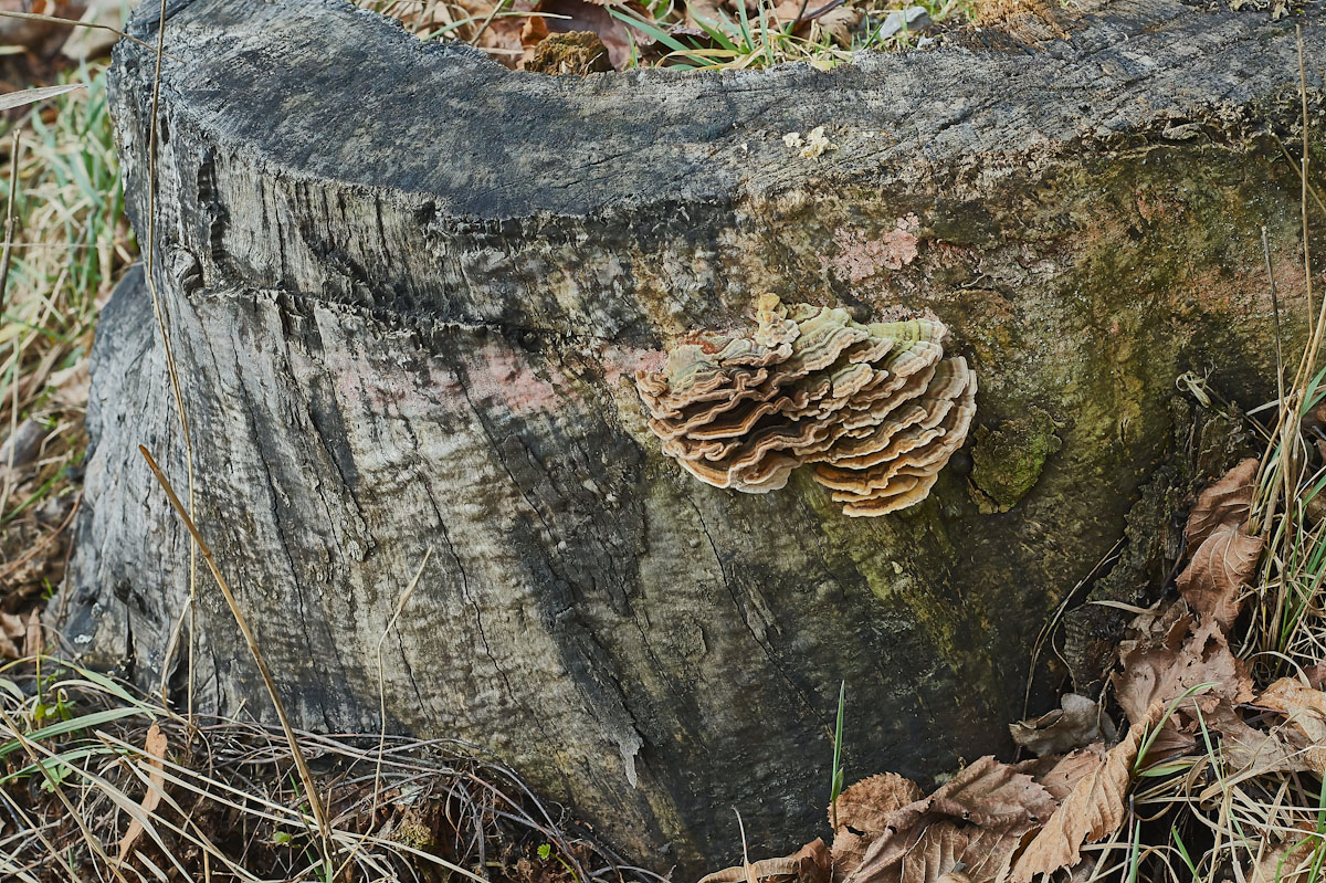 pilz_8.jpg