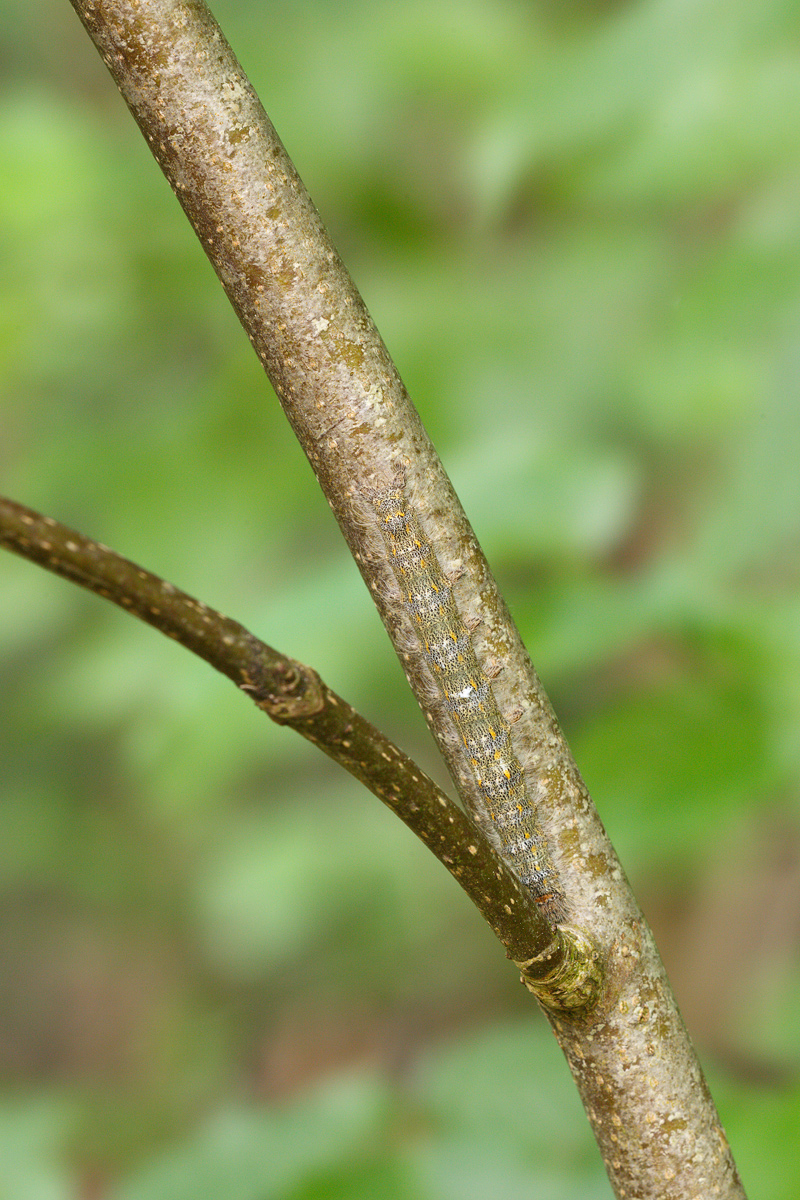 IV8A3607_800.jpg