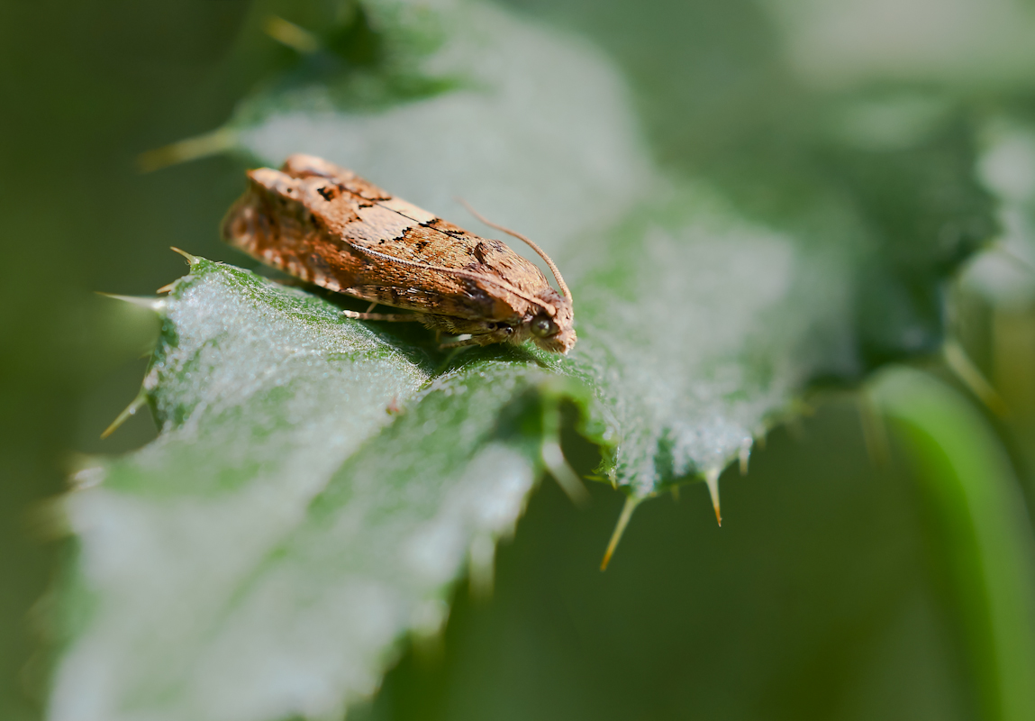 Epiblema sticticana.jpg
