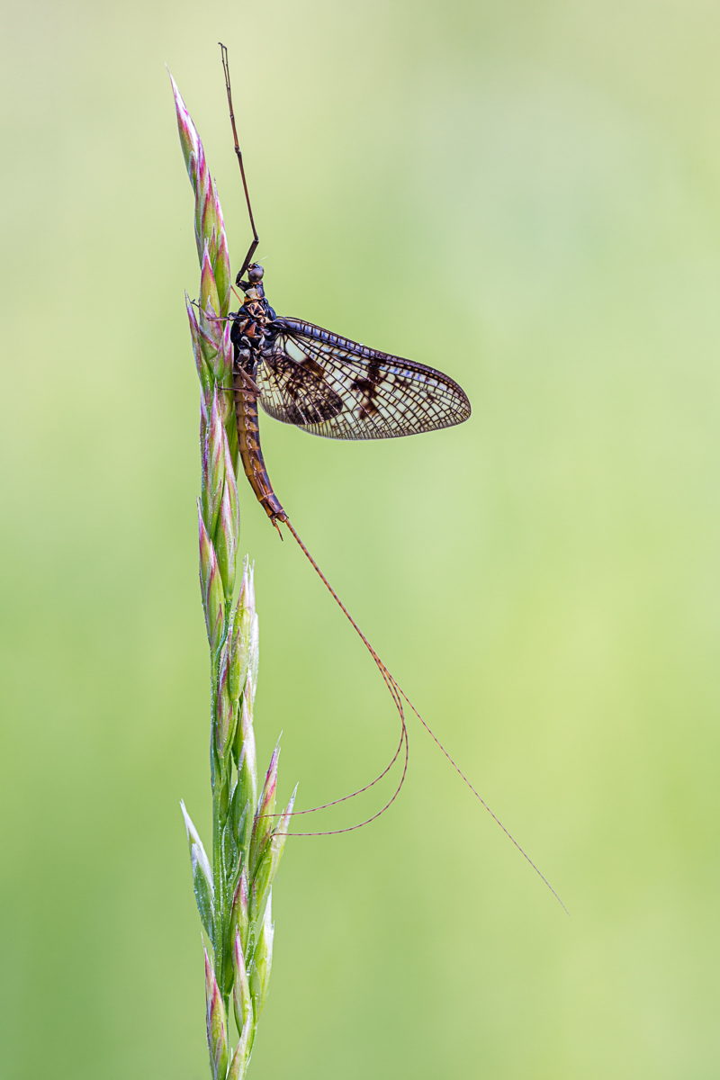 20180519-IMG_8534-b.jpg