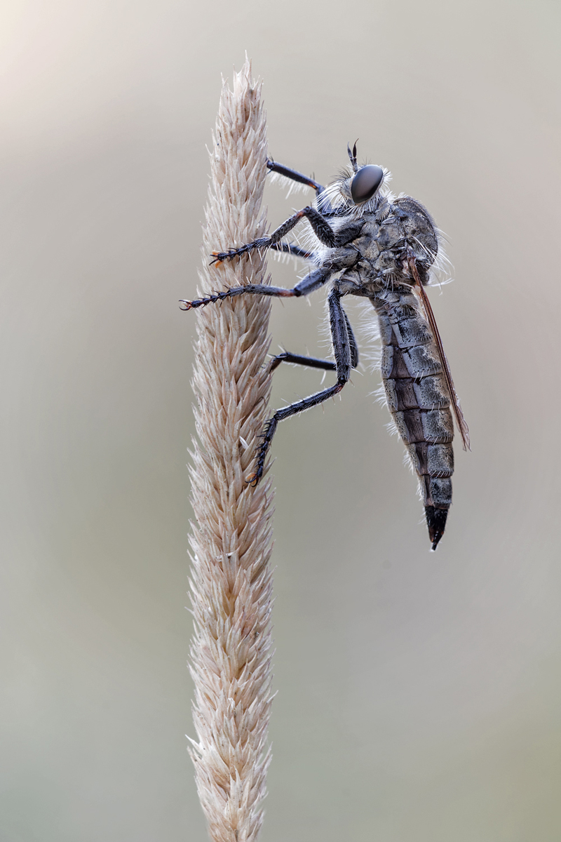 RF - Kopie 1 Kopie.jpg