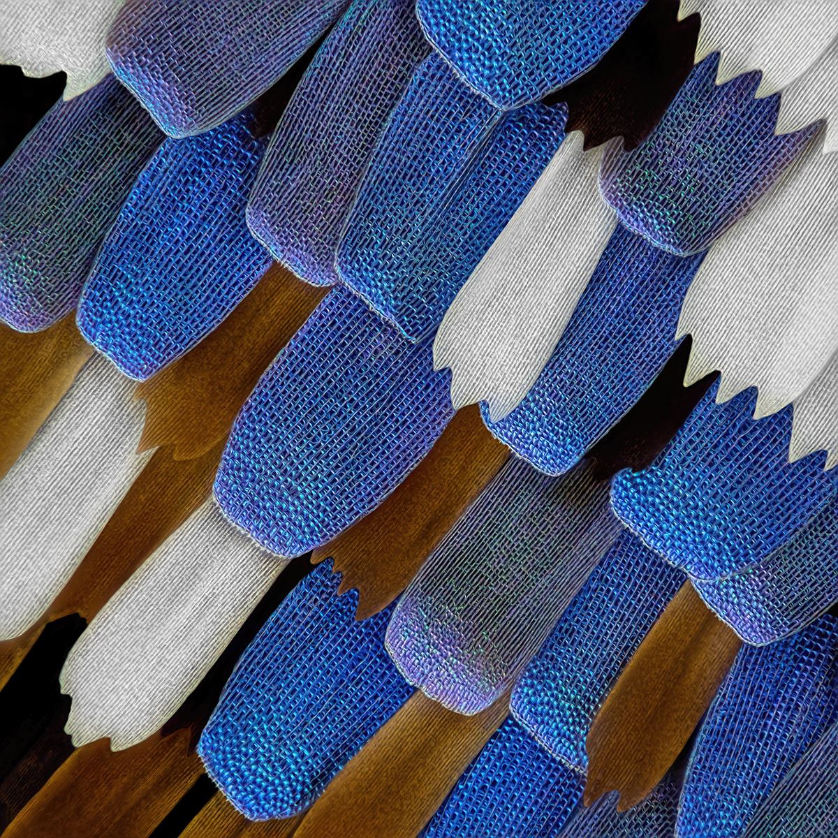 04861_D810_Nikon40_40zu1_Papilio_ulysses_0p000496.JPG
