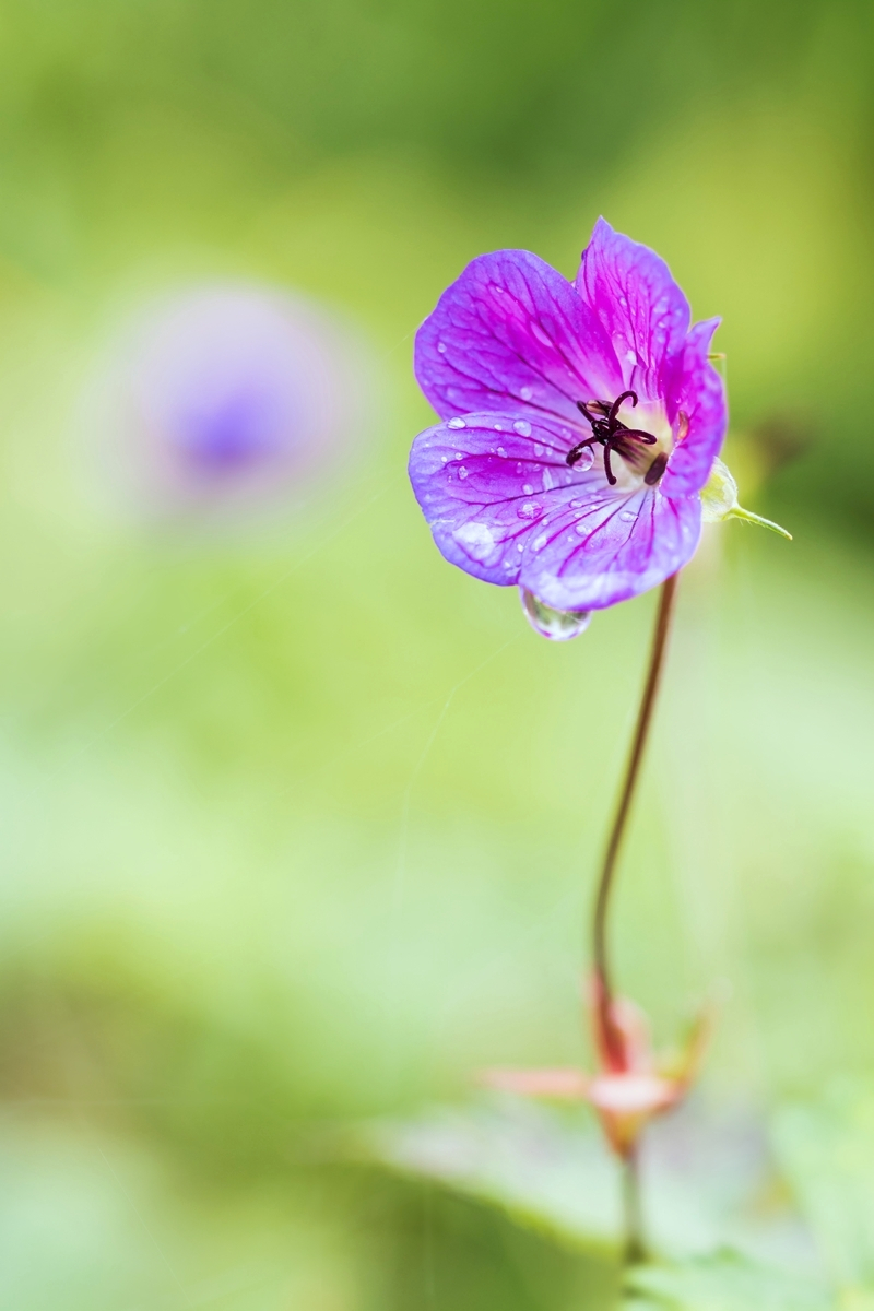 Geranium wallichianum 5168-1; Geraniaceae (3).jpg
