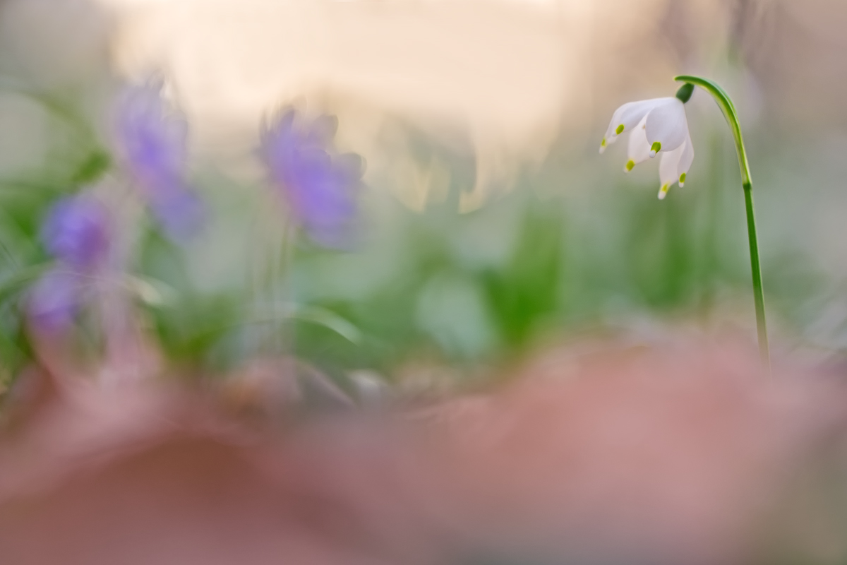 DSC_1023vkcs++++.jpg