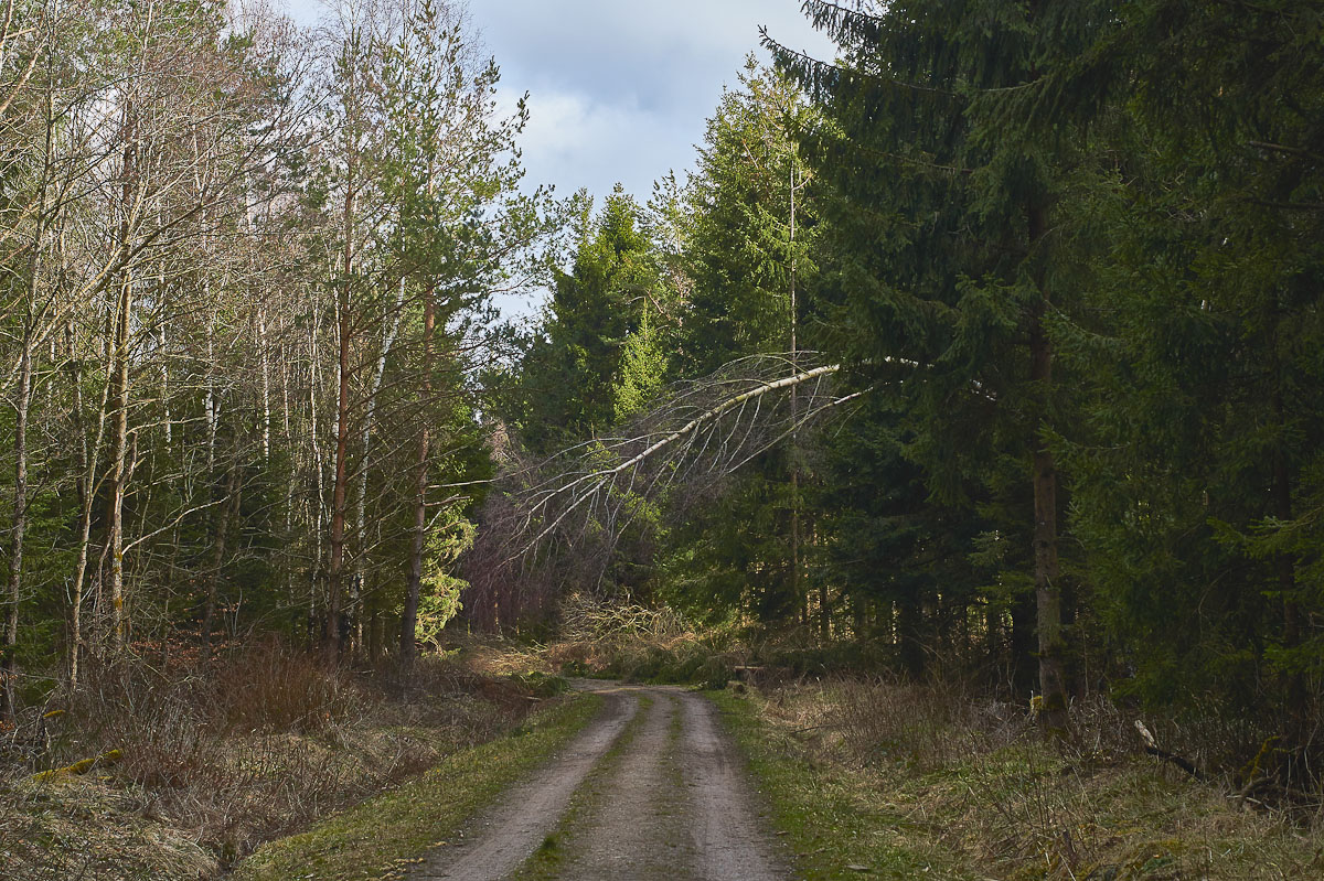 wald_3.jpg