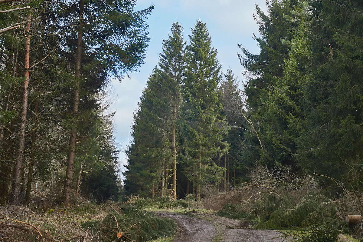 wald_4.jpg