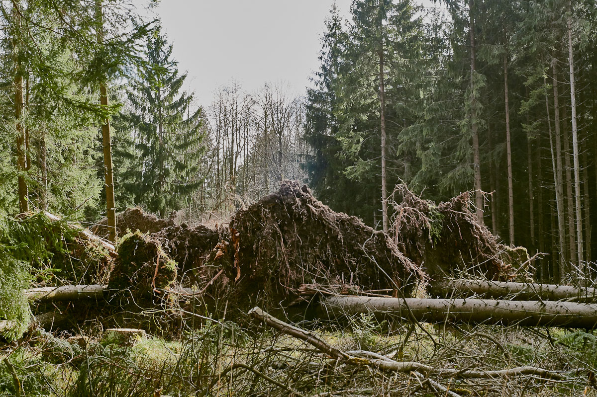 wald_5.jpg