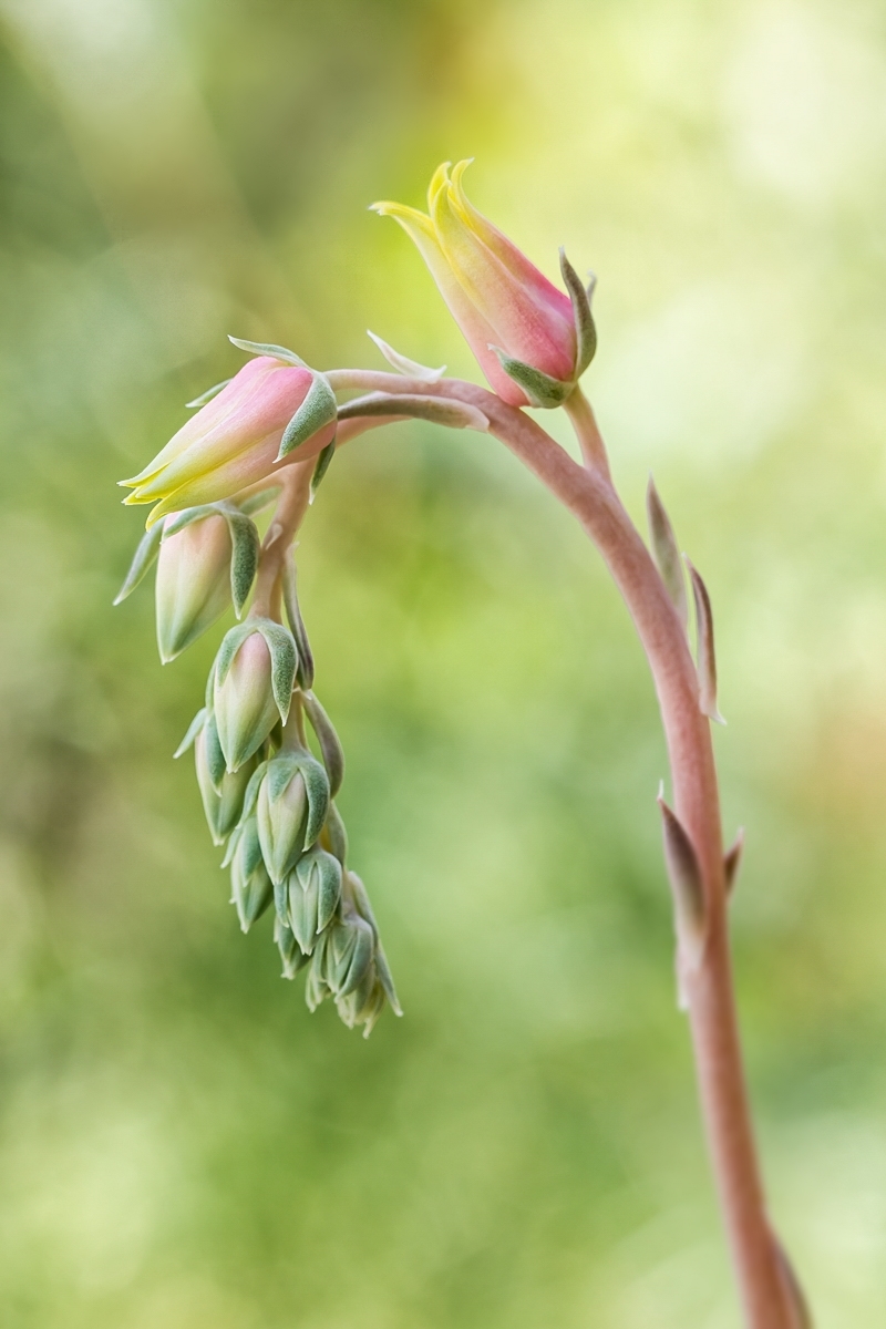 Echeveria hyalina 3862-1; Crassulaceae (2).jpg