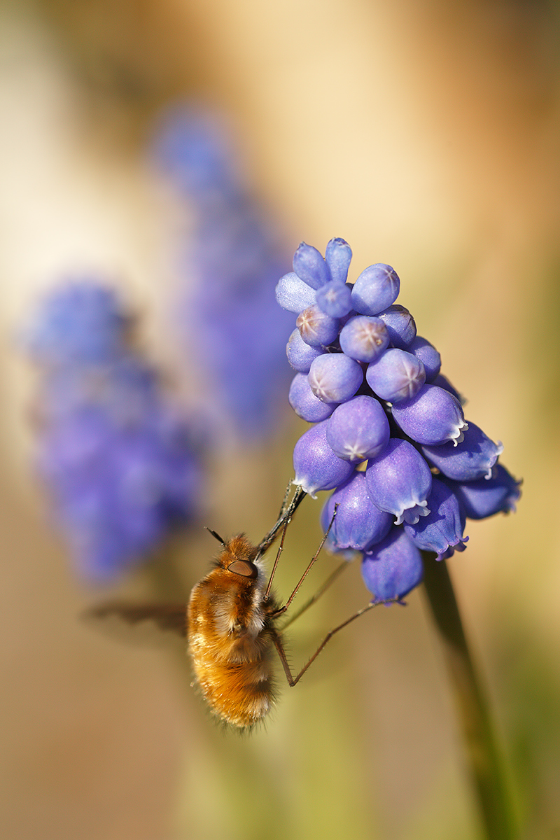 IV8A7714_800_nr.jpg