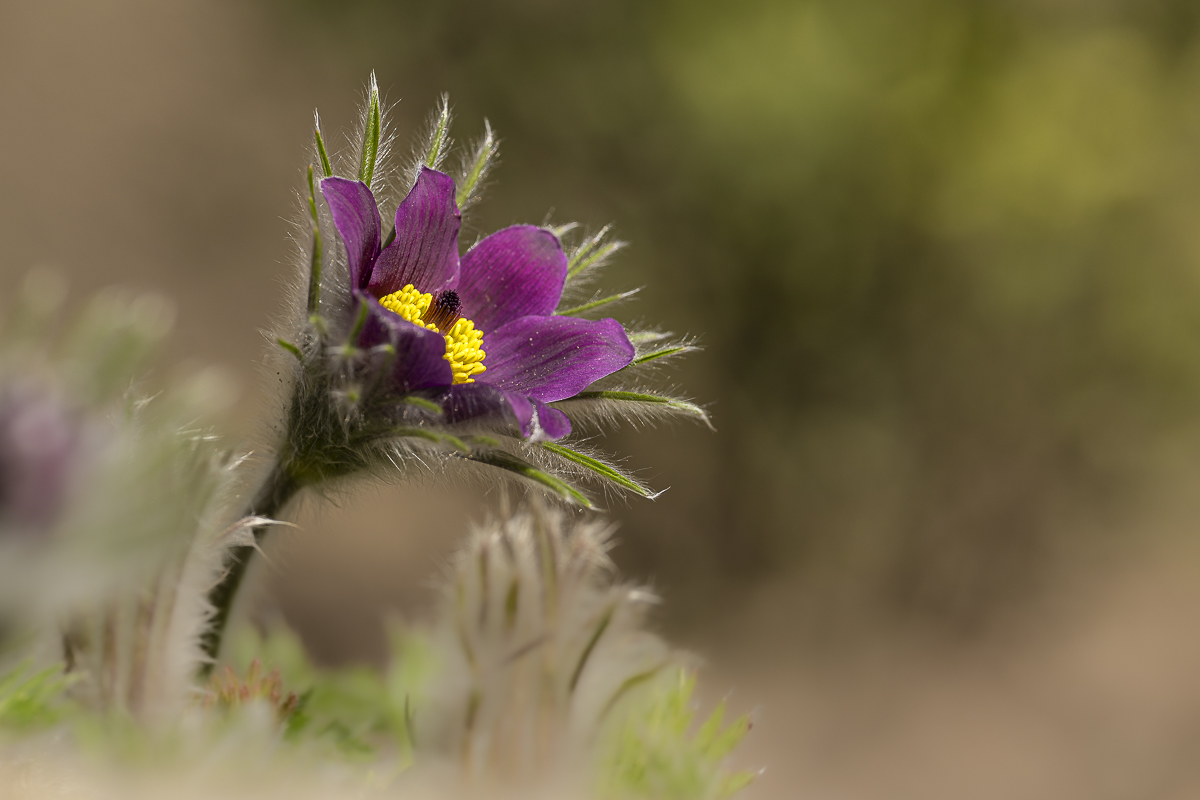 Küchenschelle 2.jpg