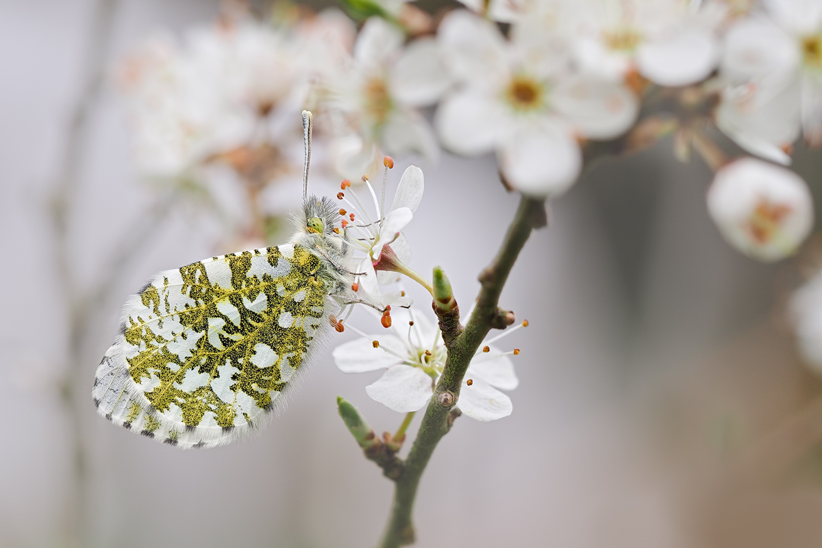 Anthocharis-cardamines-zOOG38827_8---Kopie.jpg