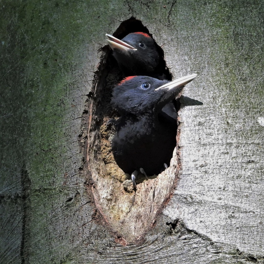 Schwarzspechte + Buntspechte.JPG
