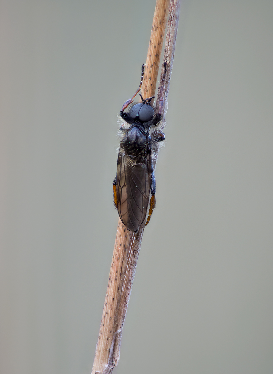 stack 1 v2 klein.jpg