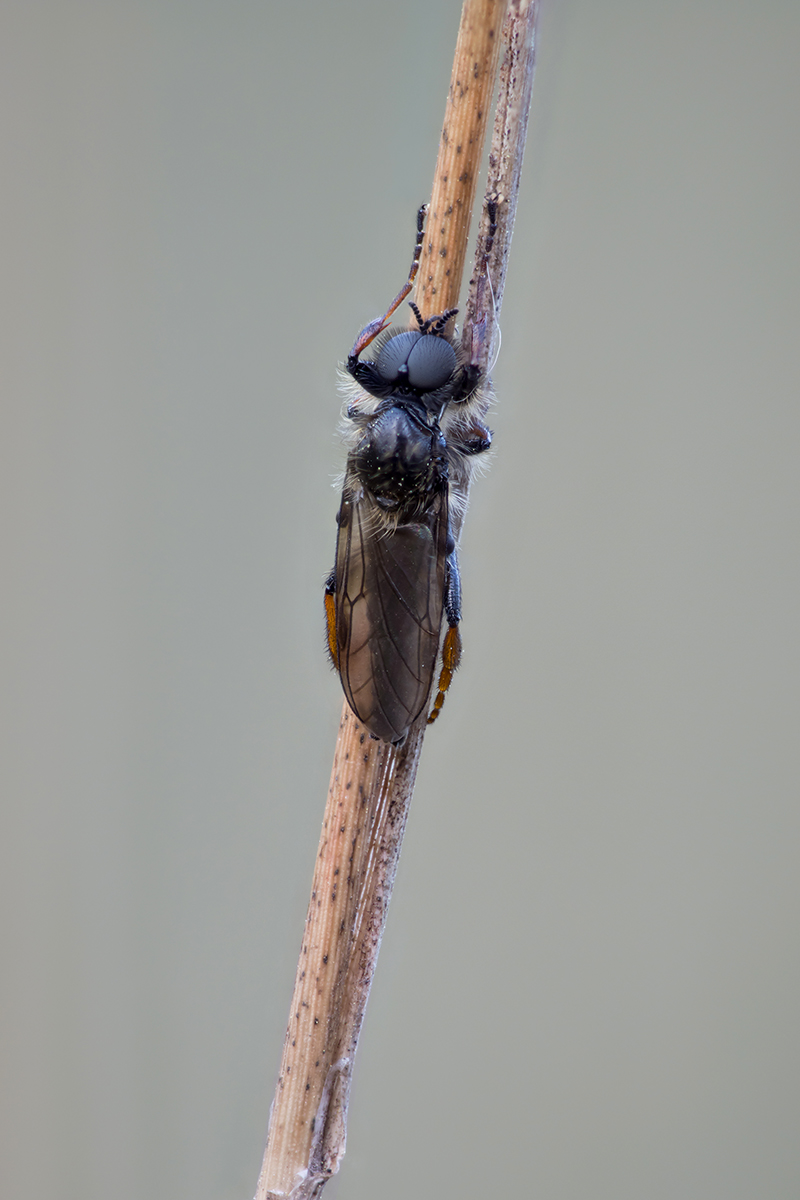 stack 1 v4 klein.jpg