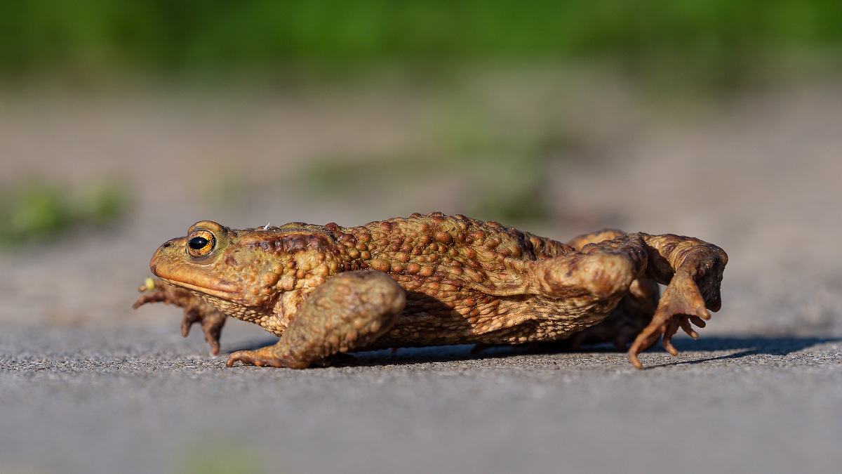 20200413-084413-2963 corr-web675x1200U100.jpg