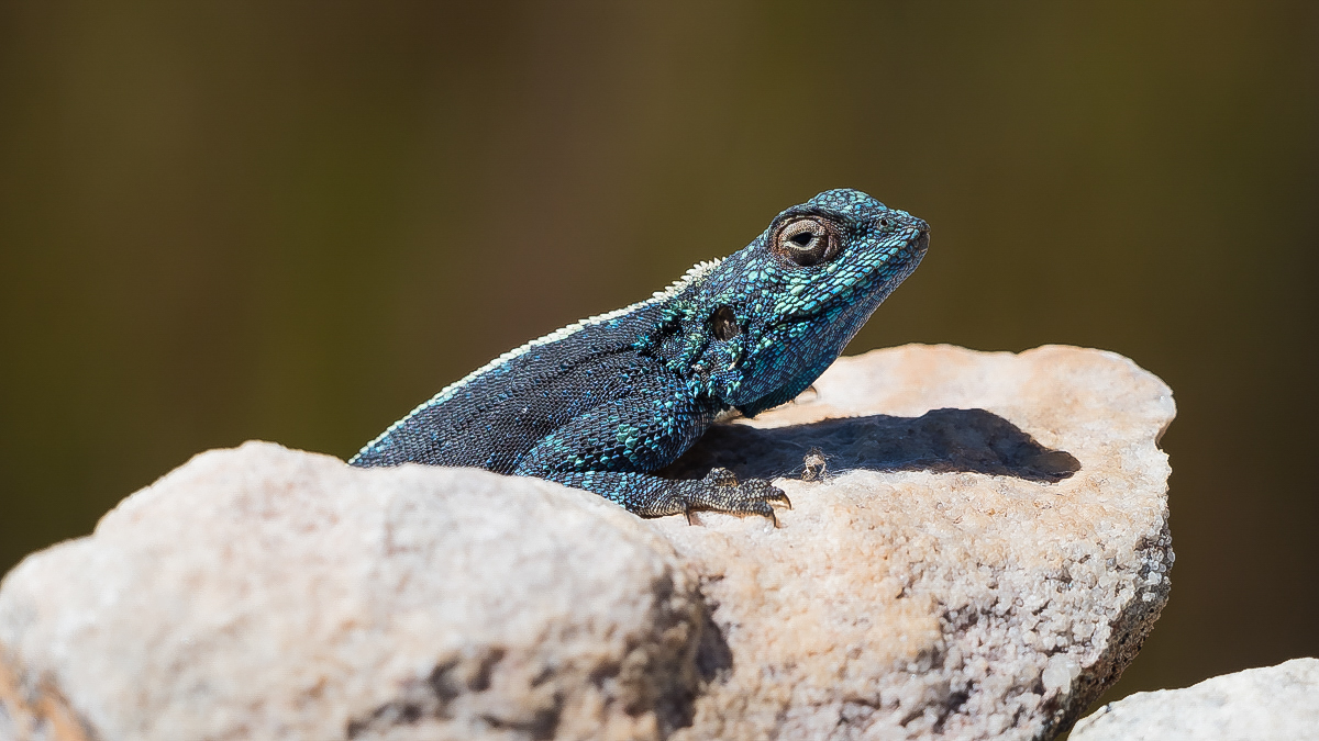 Agame Pano kl gesch-3130368.JPG