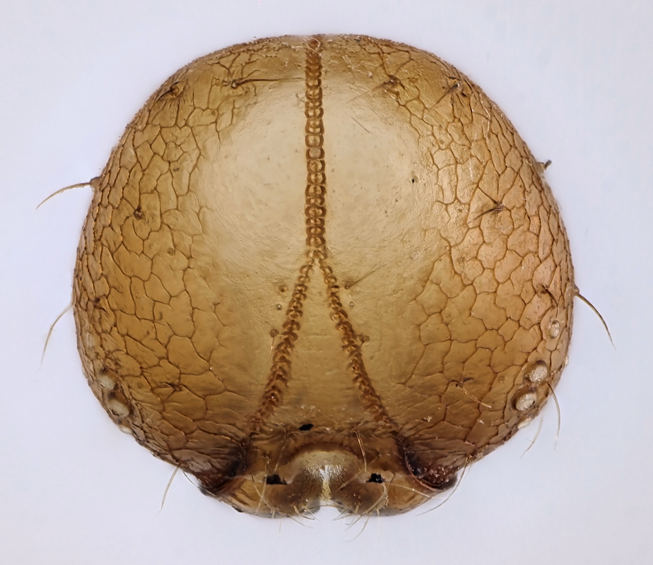 PB215528-606_Lohora unipupillata_L1-Kopf_Z2017-02_ZS PMax_K.jpg