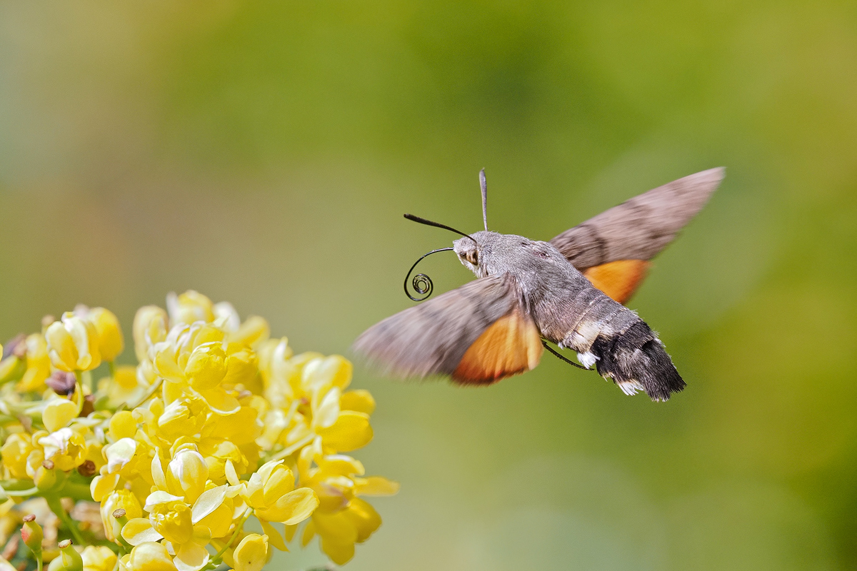 Macroglossum-OOG49497---Kopie.jpg