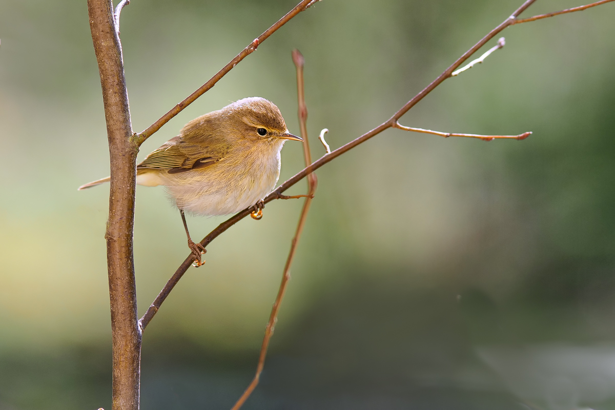 Fitis-OOG27617---Kopie.jpg