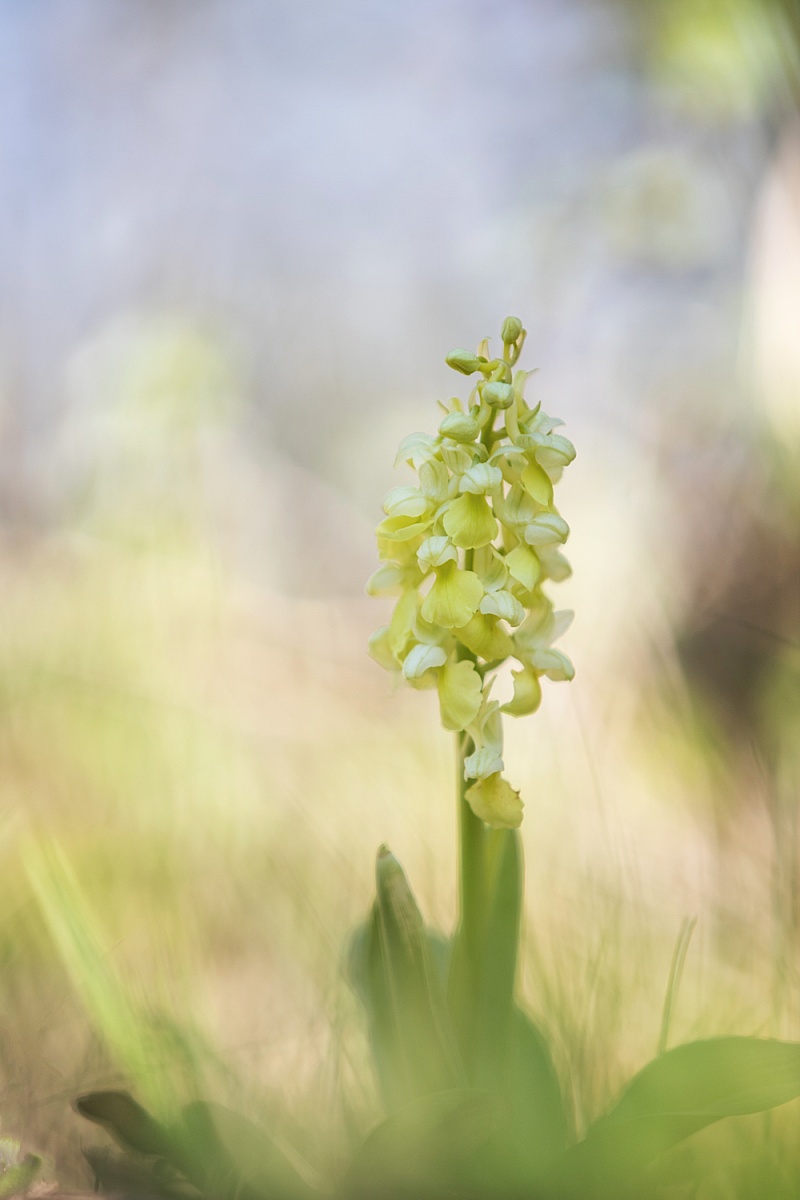 2020 IMG_3977 orchis pallens 1200px.jpg