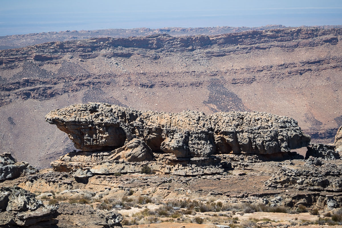 Steinechse gesch-3130370.JPG