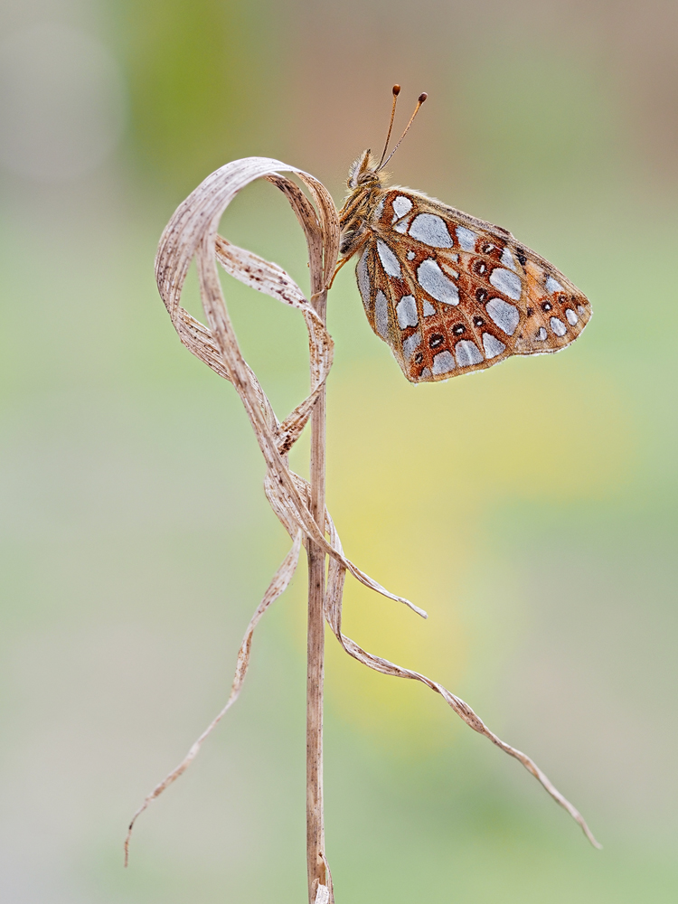 Issoria-lathonia-zogg70306_11---Kopie.jpg