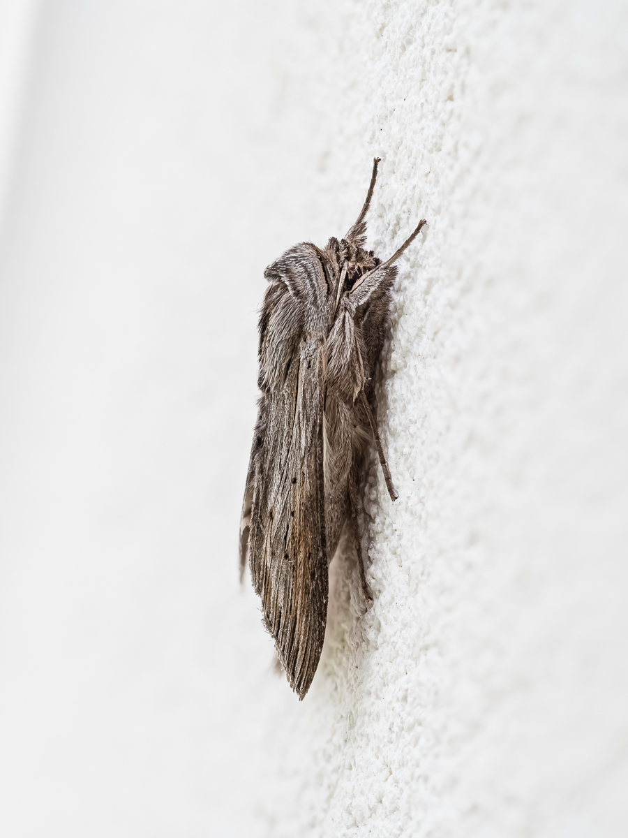 Nachtfalter_01Mai2020-3.jpg