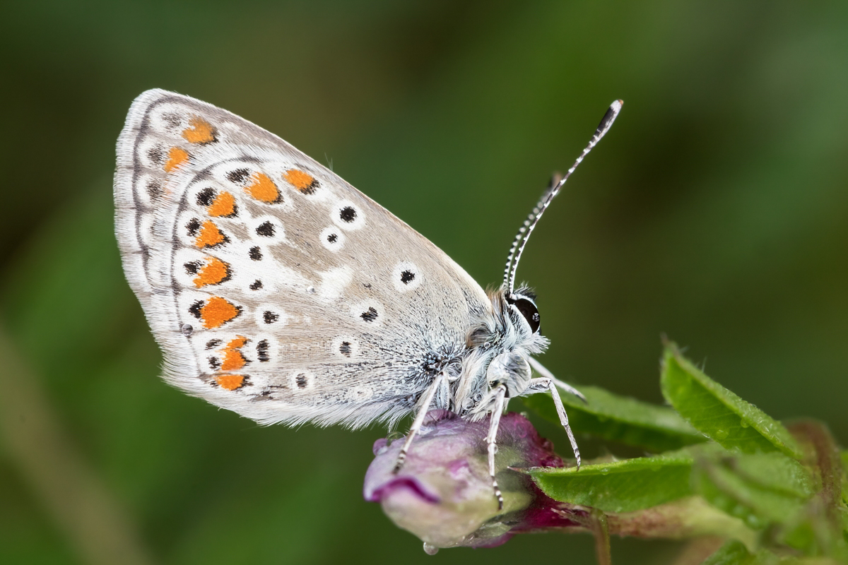 Bläuling Gruson; Lycaenidae Insekt (2).jpg