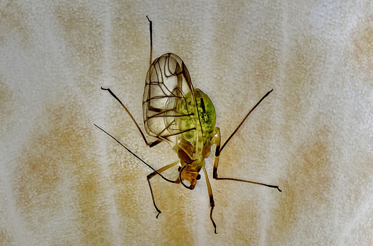 Insekten_20200510_001_Ausarbeitung.jpg