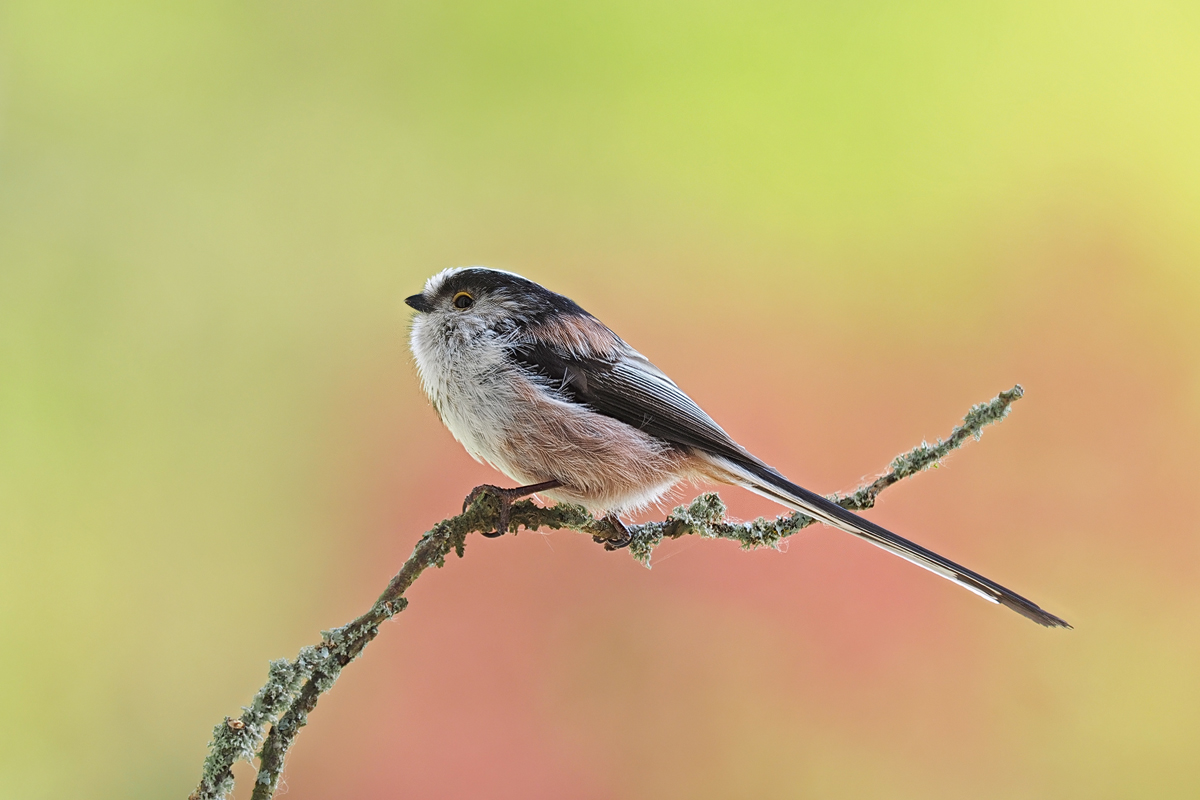 Aegithalos-caudatus-zogg43649_9---Kopie.jpg