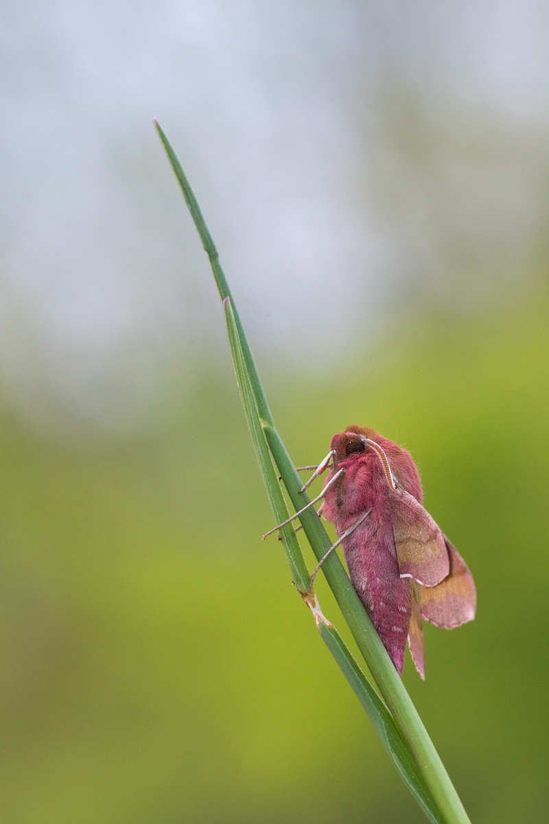 Deilephila porcellus_kompr.jpg