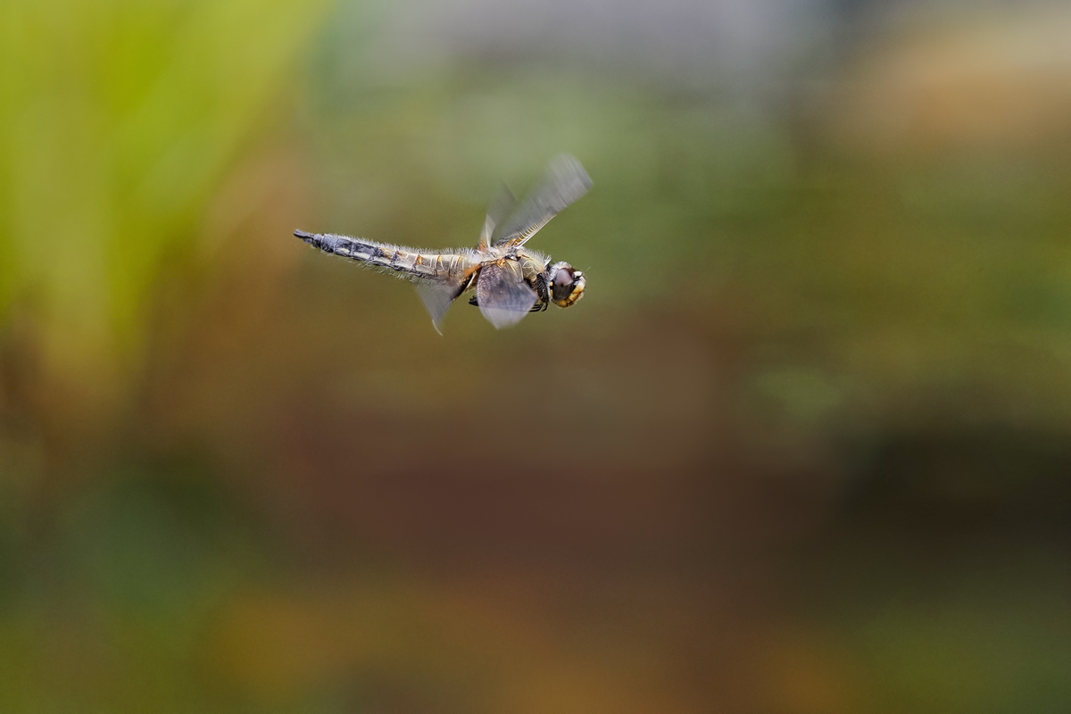 Libellula-quadrimaculata-OGG25395---Kopie.jpg