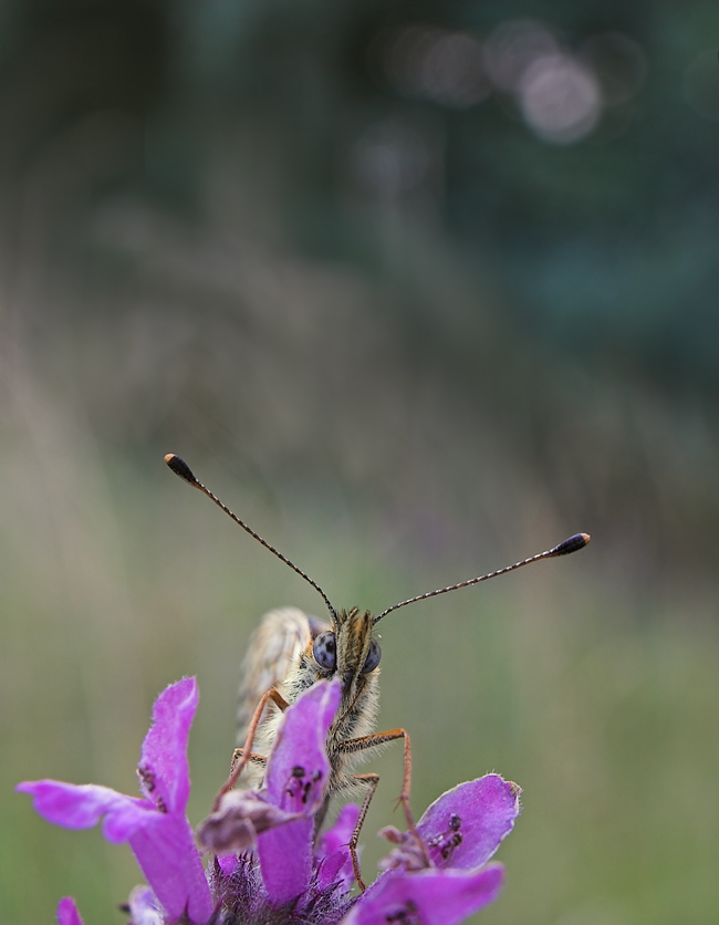 40D1-4118-8.0-1.3 200 brfl Perlmuttfalter.jpg