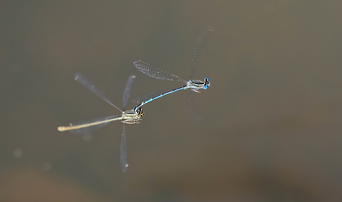 OS_5953Np.jpg