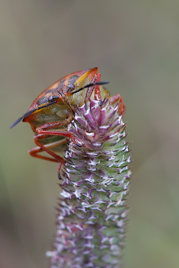 IMG_0974Acanthosoma haemorrhoidale++.jpg