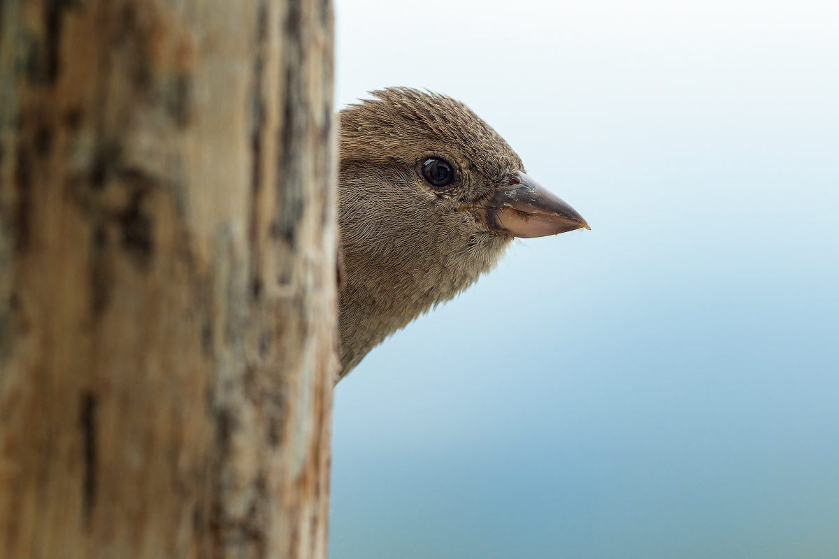 20200606-075512-035 corr-web800x1200U100.jpg