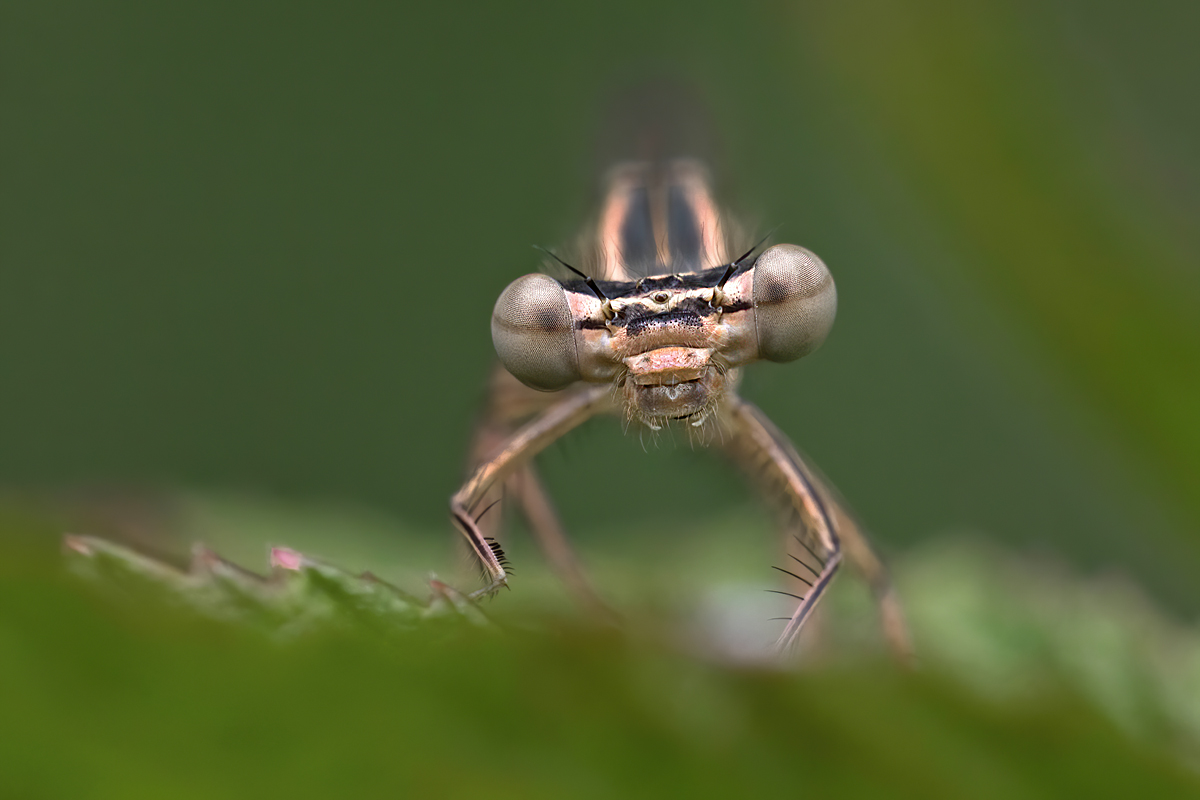 OS_7190Np.jpg