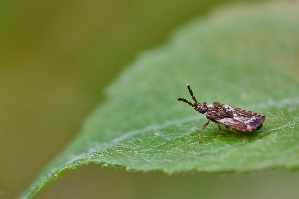 Aradus depressus 3.jpg