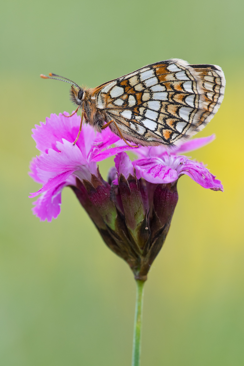 Melitaea-britomartis_kompr.jpg