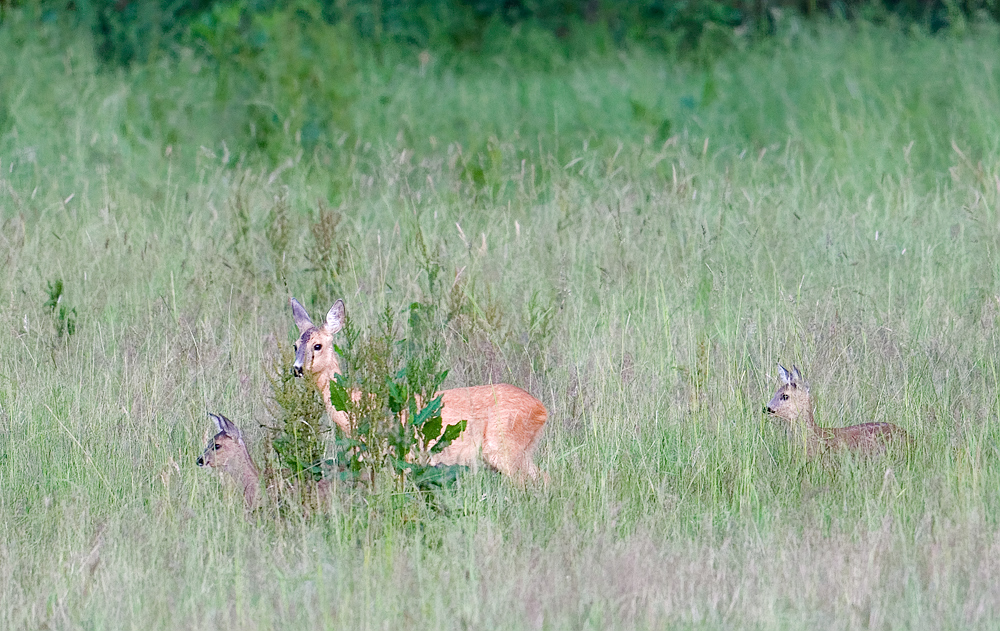 DSC_1075_DxOvkcs+++.jpg